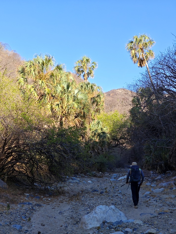 A person walking on a rocky path with trees and blue sky

Description automatically generated